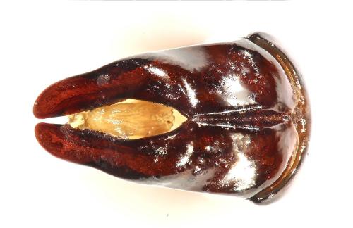 Arielina sp.
